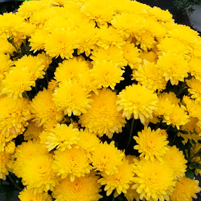Tentos Plants