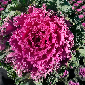 Tentos Plants