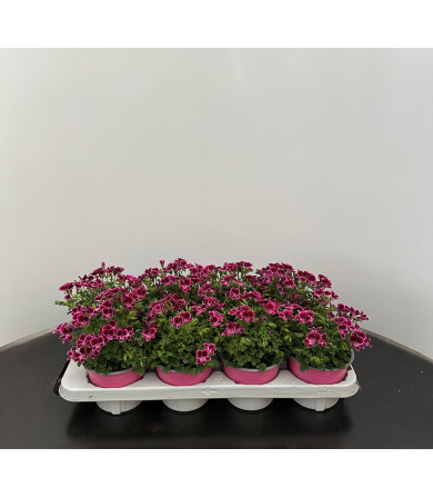 ΜΑΥΡΟΜΑΤΑ ANGELEYES, 13cm, τελάρο 8τεμ