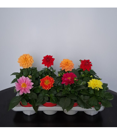 ΝΤΑΛΙΑ, 13cm, τελάρο 8τεμ
