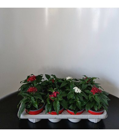 ΠΕΝΤΑΣ, 13cm, τελάρο 8τεμ