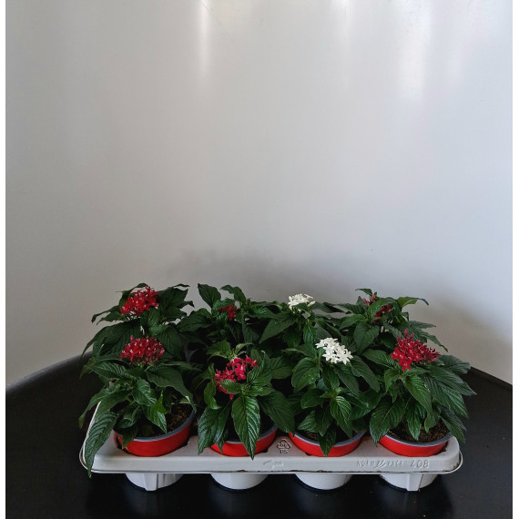 ΠΕΝΤΑΣ, 13cm, τελάρο 8τεμ