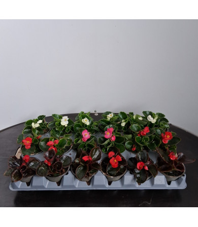 ΒΙΓΟΝΙΑ, 9cm, τελάρο 18 τεμ