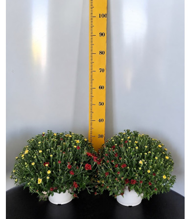 ΧΡΥΣΑΝΘΕΜΟ TRIXI, 23cm