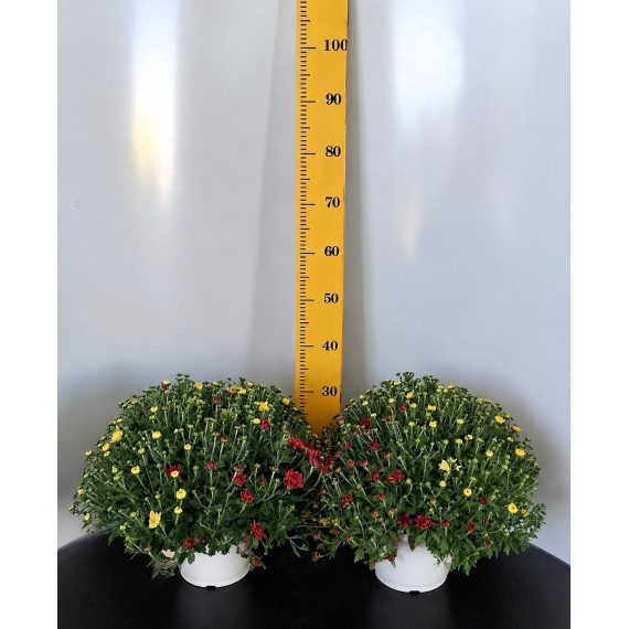 ΧΡΥΣΑΝΘΕΜΟ TRIXI, 23cm