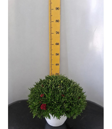 ΧΡΥΣΑΝΘΕΜΟ, 21cm