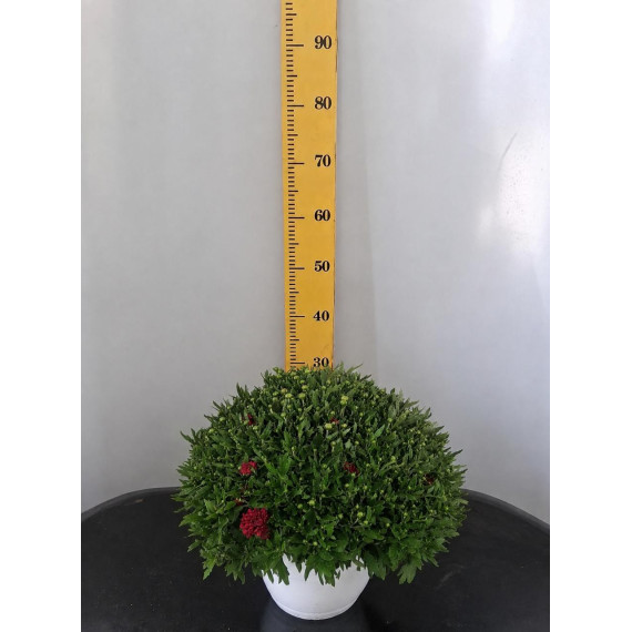 ΧΡΥΣΑΝΘΕΜΟ, 21cm