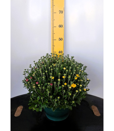 ΧΡΥΣΑΝΘΕΜΟ TRIXI, 27cm