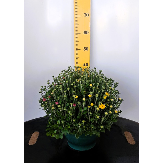 ΧΡΥΣΑΝΘΕΜΟ TRIXI, 27cm