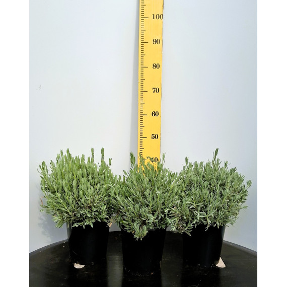 ΛΕΒΑΝΤΑ ALARDI , 19cm