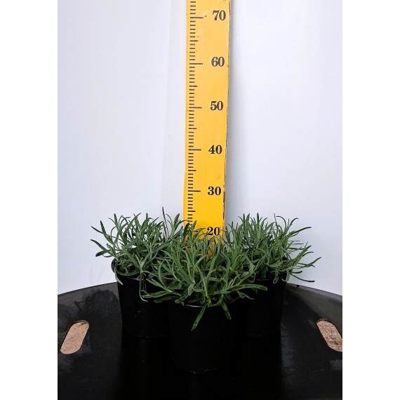 ΛΕΒΑΝΤΑ ANGUSTIFOLIA , 17cm