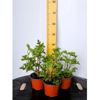 ΑΡΜΠΑΡΟΡΙΖΑ, 17cm