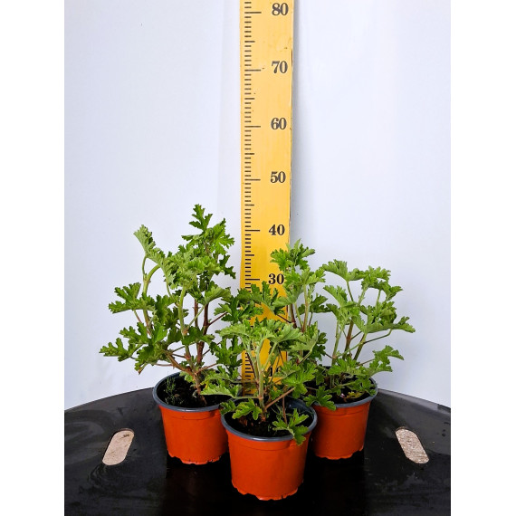 ΑΡΜΠΑΡΟΡΙΖΑ, 17cm