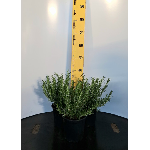 ΔΕΝΔΡΟΛΙΒΑΝΟ, 17cm
