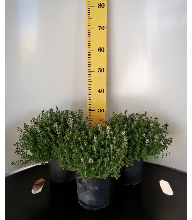 ΛΕΜΟΝΟΘΥΜΑΡΟ, 17cm, 