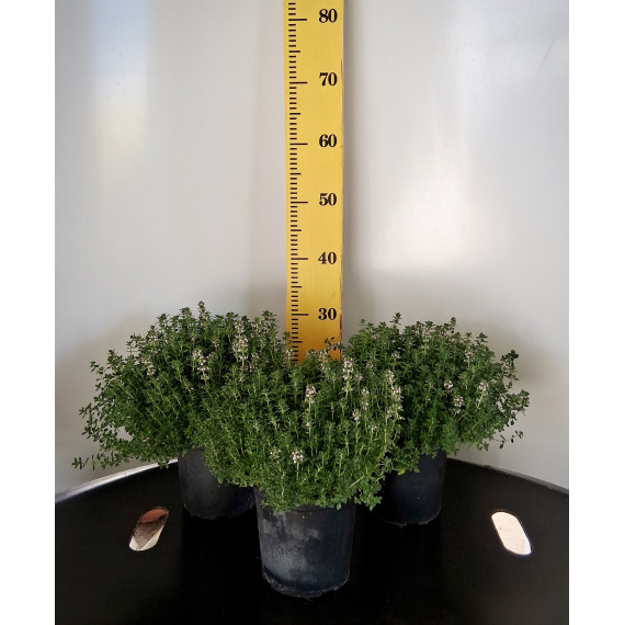 ΛΕΜΟΝΟΘΥΜΑΡΟ, 17cm, 