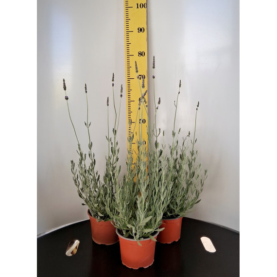 ΛΕΒΑΝΤΑ ALARDI , 17cm