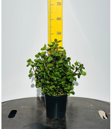 ΜΕΝΤΑ, 17cm,