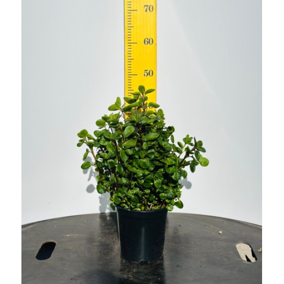 ΜΕΝΤΑ, 17cm,