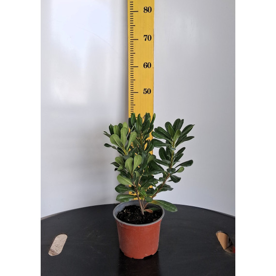 ΑΓΓΕΛΙΚΗ, 17cm