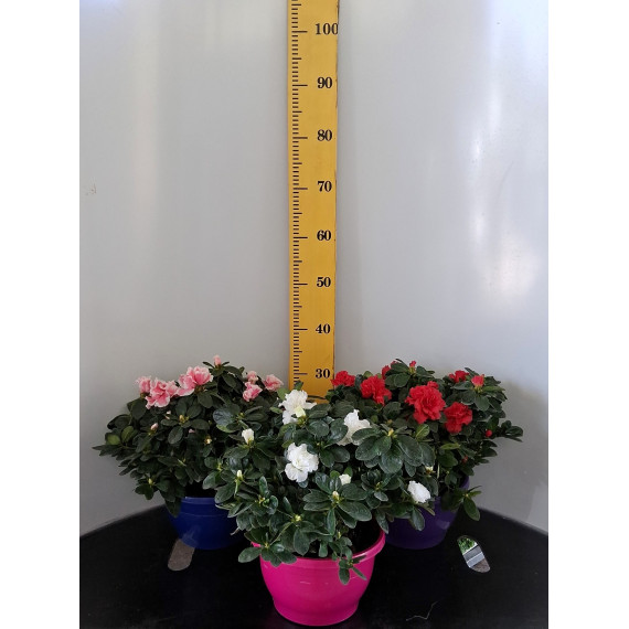 ΑΖΑΛΕΑ, 23cm
