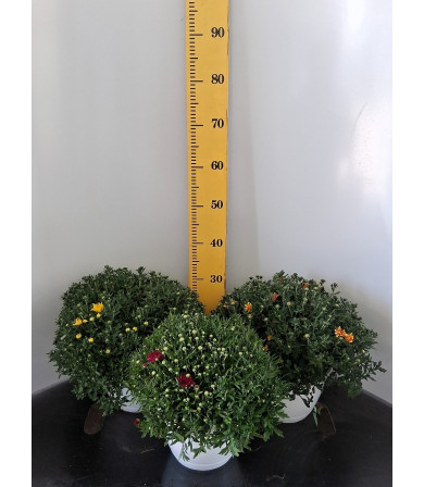 ΧΡΥΣΑΝΘΕΜΟ, 23cm