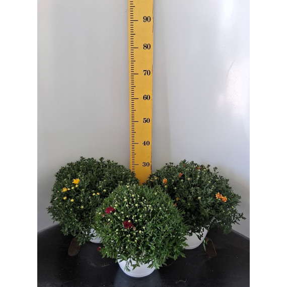 ΧΡΥΣΑΝΘΕΜΟ, 23cm