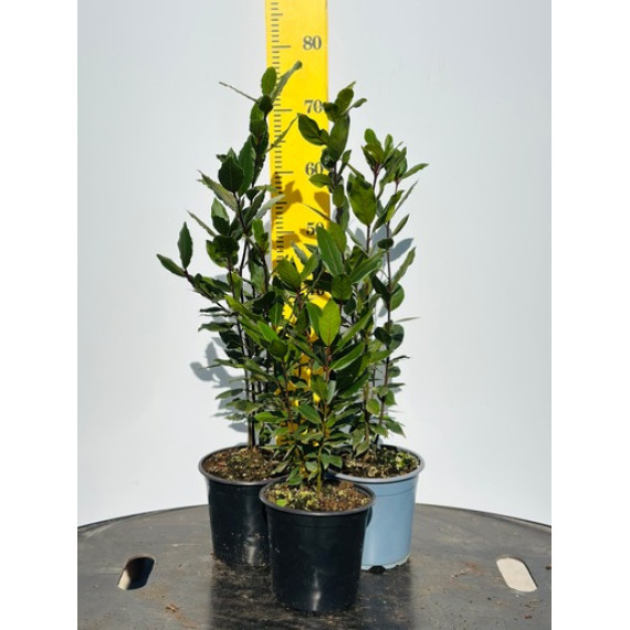 ΔΑΦΝΗ, 17cm