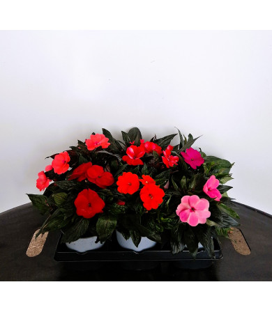 ΕΡΩΤΑΣ SUNPATIENS, 15cm