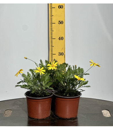 ΕΥΡΥΩΠΑΣ, 17cm