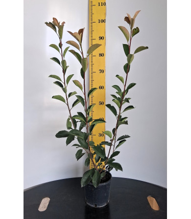 ΦΩΤΙΝΙΑ, 17cm