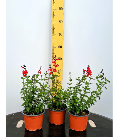 ΣΑΛΒΙΑ GREGII , 17cm