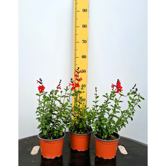 ΣΑΛΒΙΑ GREGII , 17cm