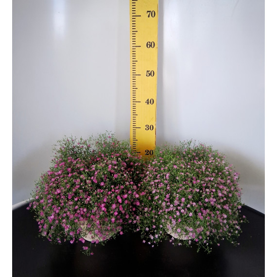 ΓΥΨΟΦΥΛΛΗ, 19cm