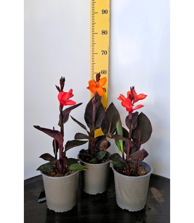 ΚΑΝΝΑ, 19cm