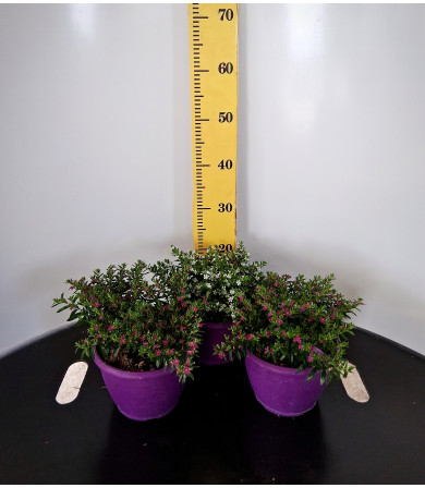ΚΟΥΦΕΑ, 19cm