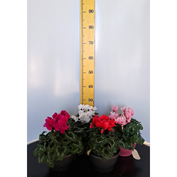 ΚΥΚΛΑΜΙΝΟ, 15cm