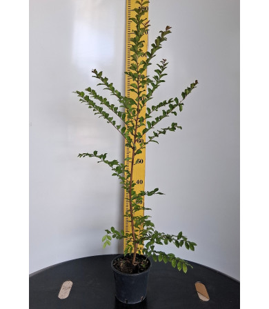 ΛΑΓΚΕΣΤΡΕΜΙΑ, 17cm
