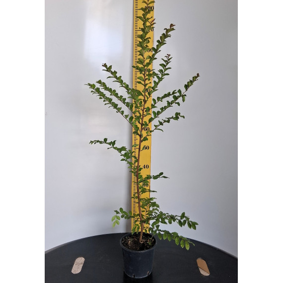 ΛΑΓΚΕΣΤΡΕΜΙΑ, 17cm