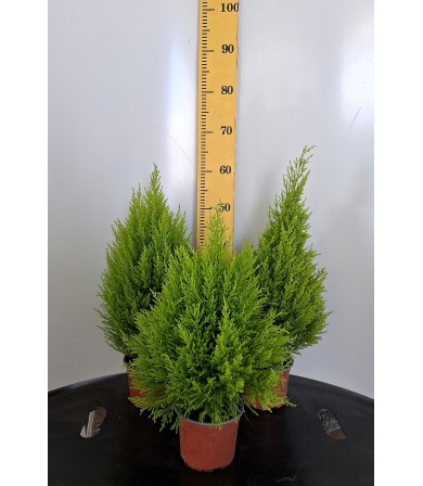 ΛΕΜΟΝΟΚΥΠΑΡΙΣΣΟ, 15cm