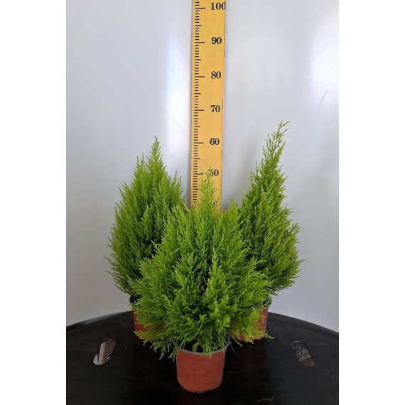 ΛΕΜΟΝΟΚΥΠΑΡΙΣΣΟ, 15cm