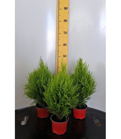 ΛΕΜΟΝΟΚΥΠΑΡΙΣΣΟ, 13cm