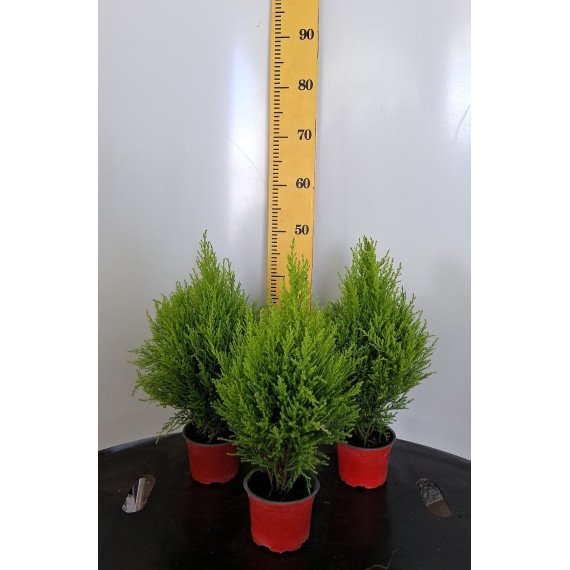 ΛΕΜΟΝΟΚΥΠΑΡΙΣΣΟ, 13cm