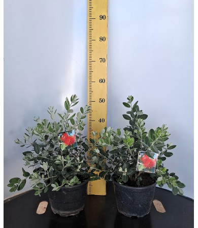 ΜΕΤΡΟΣΙΔΗΡΟΣ 21cm