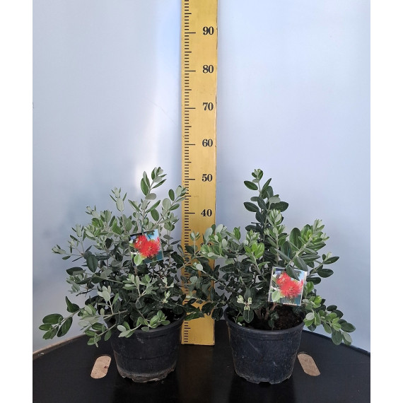 ΜΕΤΡΟΣΙΔΗΡΟΣ 21cm