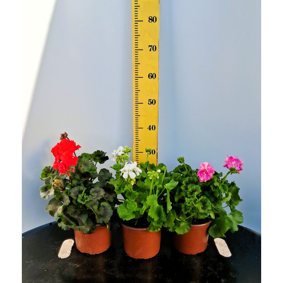 ΜΟΛΟΧΑ, 17cm