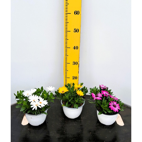 ΟΣΤΕΟΣΠΕΡΜΟ ΕΡΠΟΝ, 15cm