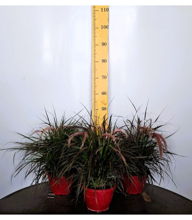 ΠΕΝΙΣΕΤΟΥΜ, 19cm
