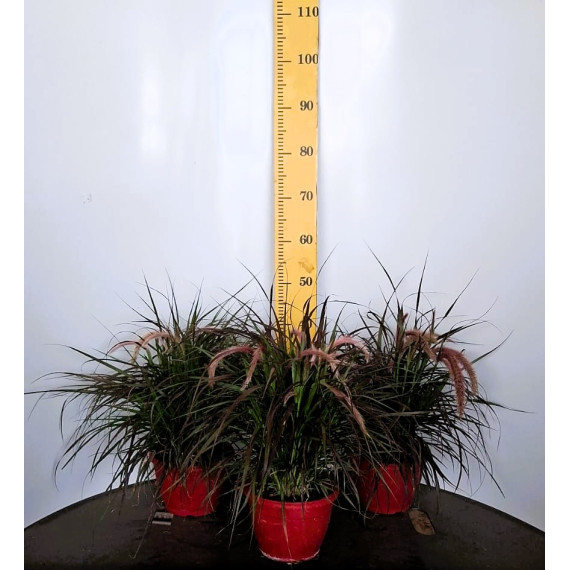 ΠΕΝΙΣΕΤΟΥΜ, 19cm