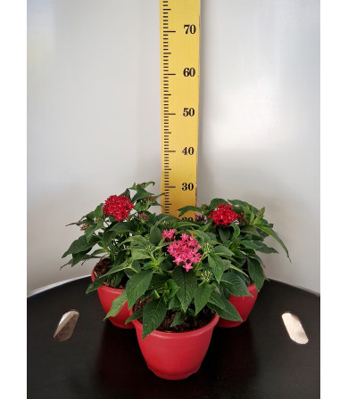 ΠΕΝΤΑΣ, 19cm